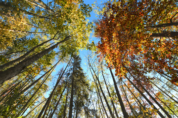 Fototapeta premium Beautiful trees set against the blue sky.