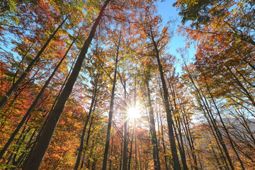 Backlit beautiful trees set against the blue sky. Afternoon foto