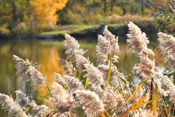 przyroda polska w jesiennych kolorach