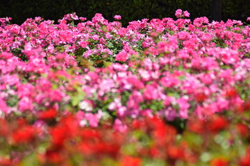 Fototapeta premium Rose garden