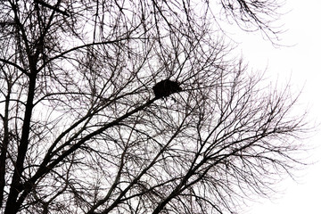 A Bird Nest in a Tree