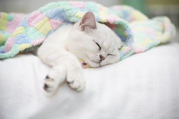 Fototapeta na wymiar Beautiful cat breed Scottish straight chinchilla sleeping
