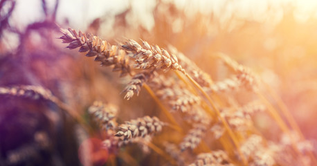 Wonderful rural landscape. Golden ears of wheat with a lot of copy space.