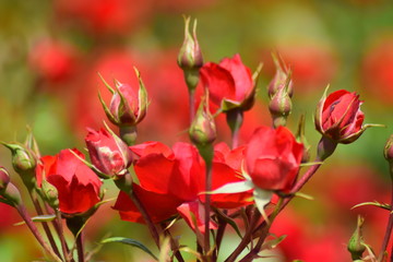 Obraz na płótnie Canvas Rose garden