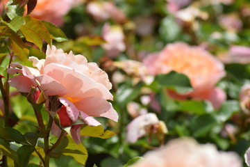 Rose garden