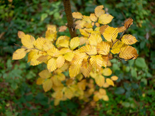 Yellow leaves from above