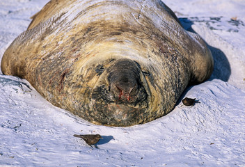 Eléphant de mer du Sud, mâle, Mirounga leonina, Cinclode fuligineux,.Cinclodes antarcticus,...