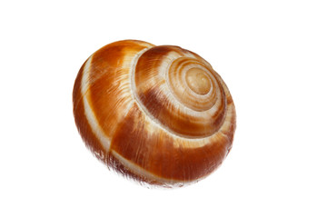 Sea Shell