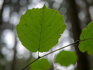 Backlit green Leaf