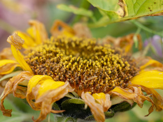 Dying Sunflower