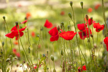 Obraz premium Letnia łąka z makami - letnia łąka z czerwonymi makami
