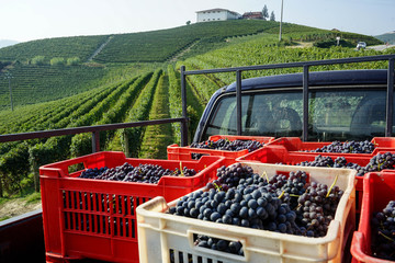 Bunches of Nebbiolo grapes during the harvest in the Cannubi region in Braolo, Piedmont - Italy