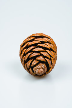 pine cone on white background
	