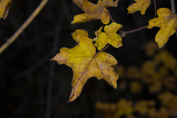 autumn leaves on black background