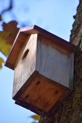detail shot of a part of a maple tree with birdhouse in the autumn sun, handmade wooden birdhouse attached to a maple tree for bird protection