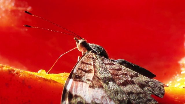 Borboleta sugando papaia