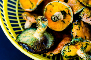 Bloody milk cap (Lactarius sanguifluus) mushrooms, famous mushrooms from the south of Europe