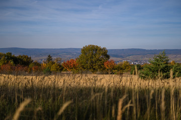 Rheingaublick über wilde Wiesen