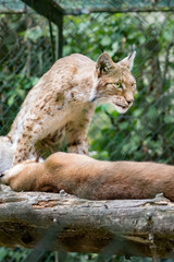 Fototapeta premium Lynx