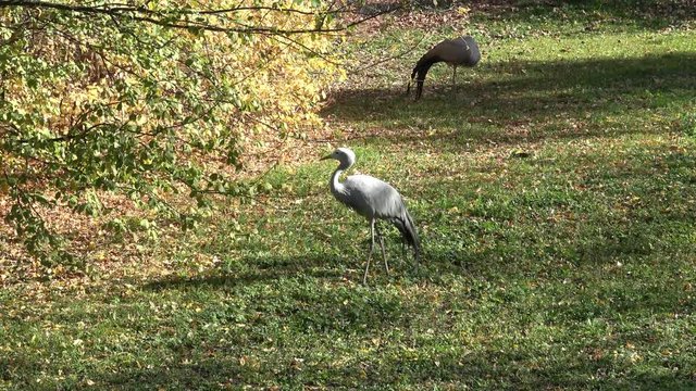 Crane looking for food. Anthropoides paradisea 