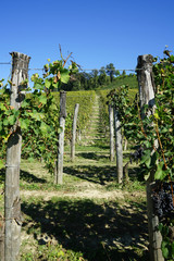 Fototapeta na wymiar Vineyard near Serralunga d'Alba with bunches of Nebbiolo grapes ready for harvest in the Langhe, Piedmont - Italy