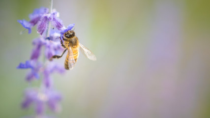 L'abeille