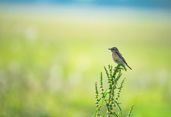 female stonechat sitting on a plant on a soft blue green background - national park Neusiedlersee Seewinkel Burgenland Austria