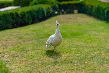 White peacock on the grass in the park