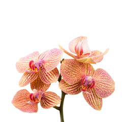 Red orange orchids isolated on white
