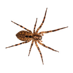 Fototapeta premium Zoropsis spinimana, False wolf spider. Large brown and hiary. Isolated on white.