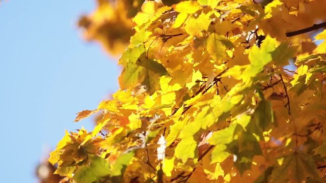 Beautiful amazing sunny autumn background with yellow fall leaves against blue sky, backlight, bokeh, shallow depth of the field, light breeze