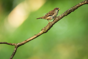 House Sparrow (Passer domesticus) on a branch against lush green leafy background (shallow DOF)