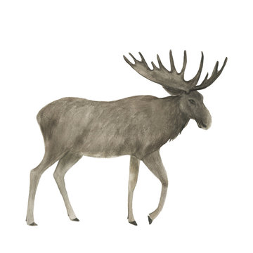 Watercolor painting a brown moose isolated on white