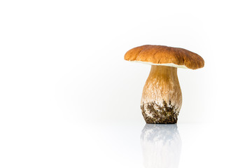 Autumn mushroom isolated on glossy white