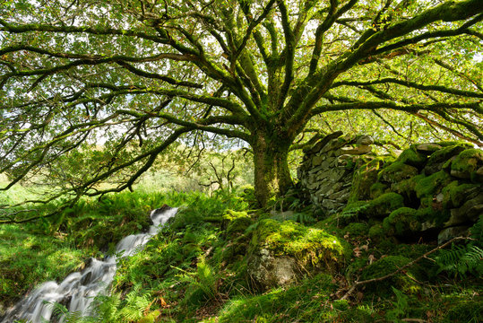 Old Moss-Covered Oak Tree, Lake District, England, UK