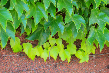 green leaves of wild grapes