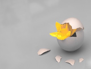 Fr&uuml;hlingserwachen - Narzisse