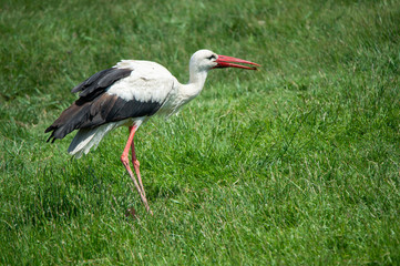 white stork in the meadow with a bug in the bill - national park Neusiedlersee Seewinkel Burgenland Austria