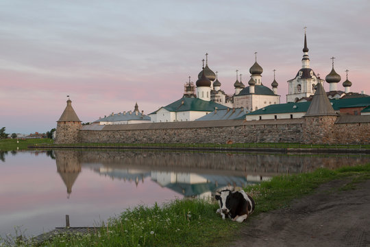 Solovetsky monastery at sunrise, in the foreground on the grass is a cow. Russia