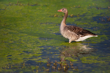 Fototapeta premium greylag goose standing in a swampy lake - national park Neusiedlersee Seewinkel Burgenland Austria