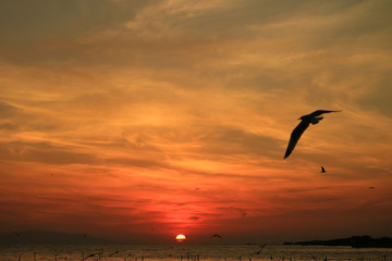 Fototapeta na wymiar Seagulls flying on the Beautiful Sunrise Sky over the Gulf of Thailand 