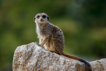 Fototapeta premium meerkat sitting on a stone looking at camera on a soft green background
