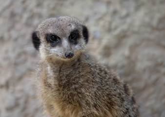 Fototapeta premium portrait of a suricate with sandy snout on a bright blurry background