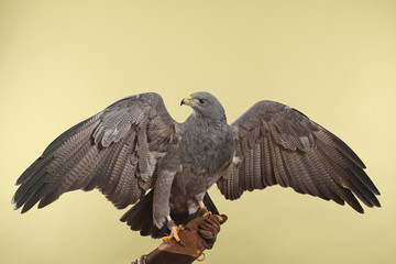 Kordillerenadler auf einem Falknerhandschuh im Studio mit hellem Hintergrund
