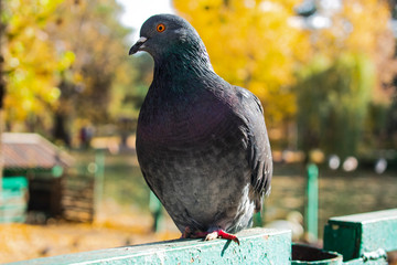 pigeon on the fence