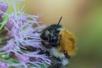 Bee on flower
