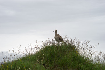 Bekassine (Gallinago gallinago) in isländischer grüner Landschaft am Kerið – Kratersee