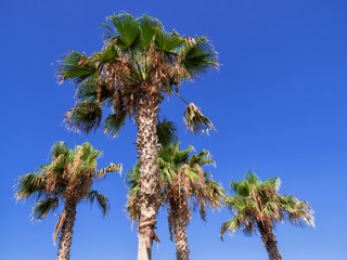 Fototapeta premium Palm Trees Against Clear Sky