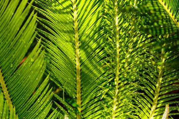 Tropical exsotic green palm leaves, close up