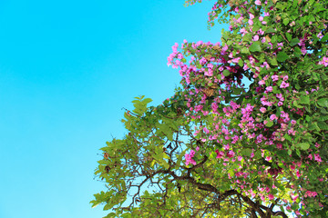 Árvore com céu azul